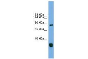 Image no. 1 for anti-Follistatin-Like 5 (FSTL5) (C-Term) antibody (ABIN6744178) (FSTL5 Antikörper  (C-Term))