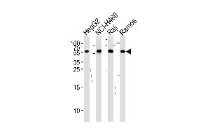 Western blot analysis of lysates from HepG2,NCI-,Raji,Ramos cell line (from left to right),using P3 Antibody (N-term) . (MMP3 Antikörper  (N-Term))