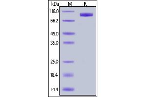 Biotinylated Human IL-23 R, Fc,Avitag on  under reducing (R) condition. (IL23R Protein (AA 24-355) (Fc Tag,AVI tag,Biotin))