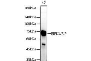 Western blot analysis of extracts of C6 cells, using RIPK1/RIP antibody (ABIN6132596, ABIN6146959, ABIN6146960 and ABIN6223282) at 1:1000 dilution. (RIPK1 Antikörper  (AA 170-440))