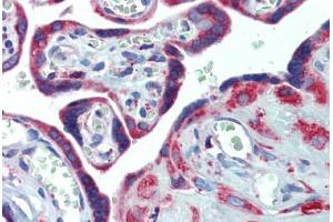 Placenta, Human: Formalin-Fixed, Paraffin-Embedded (FFPE) (PDIA4 Antikörper  (AA 623-638))