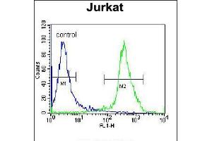 Flow cytometric analysis of Jurkat cells (right histogram) compared to a negative control cell (left histogram). (ZNF841 Antikörper  (N-Term))