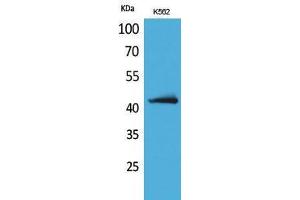 Western Blotting (WB) image for anti-Junctional Adhesion Molecule 2 (JAM2) (Internal Region) antibody (ABIN3187667) (JAM2 Antikörper  (Internal Region))