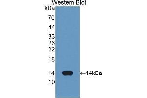 Western Blotting (WB) image for anti-Cytochrome C, Somatic (CYCS) (AA 5-100) antibody (ABIN1077973) (Cytochrome C Antikörper  (AA 5-100))