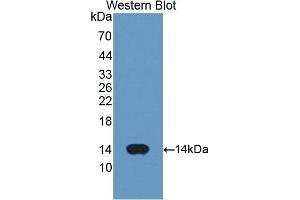 Western Blotting (WB) image for anti-Cytochrome C, Somatic (CYCS) (AA 5-100) antibody (ABIN3208298) (Cytochrome C Antikörper  (AA 5-100))