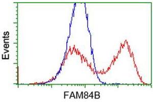HEK293T cells transfected with either RC207996 overexpress plasmid (Red) or empty vector control plasmid (Blue) were immunostained by anti-FAM84B antibody (ABIN2453028), and then analyzed by flow cytometry. (FAM84B Antikörper)