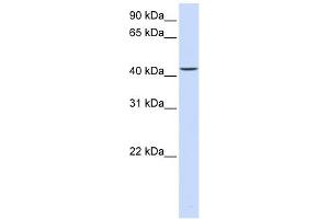 PARVB antibody used at 1 ug/ml to detect target protein. (Parvin, beta Antikörper  (C-Term))