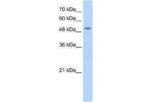WB Suggested Anti-STK11 Antibody Titration:  1. (LKB1 Antikörper  (N-Term))