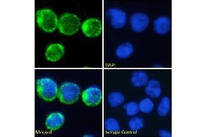 Immunofluorescence staining of fixed Molt4 cells with anti-CD2 antibody YTH 655. (Rekombinanter CD2 Antikörper)
