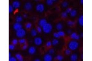 Immunofluorescence analysis of Mouse liver tissue using CD21 Monoclonal Antibody at dilution of 1:200. (CD21 Antikörper)