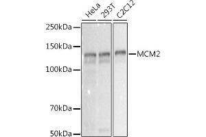 Western blot analysis of extracts of various cell lines, using MCM2 antibody (ABIN7268538) at 1:1000 dilution. (MCM2 Antikörper)