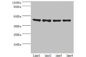 Western blot All lanes: HERPUD1 antibody at 2. (HERPUD1 Antikörper  (AA 1-240))