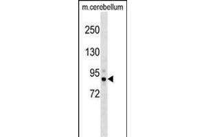 Mouse Tbk1 Antibody (N-term) (ABIN1539557 and ABIN2848949) western blot analysis in mouse cerebellum tissue lysates (35 μg/lane). (TBK1 Antikörper  (N-Term))