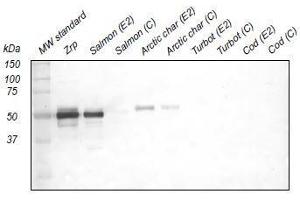 Western Blotting (WB) image for anti-Zona Radiata Protein antibody (ABIN108740) (Zona Radiata Protein Antikörper)