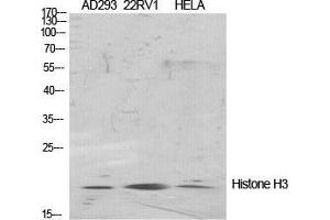 Western Blot (WB) analysis of specific cells using Histone H3 Polyclonal Antibody. (Histone 3 Antikörper  (Lys471))