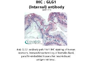 Image no. 2 for anti-Golgi Glycoprotein 1 (GLG1) (Internal Region) antibody (ABIN1734715)