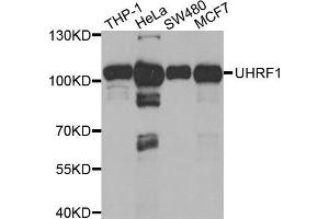 Western blot analysis of extracts of various cell lines, using UHRF1 antibody (ABIN5971303) at 1/1000 dilution. (UHRF1 Antikörper)