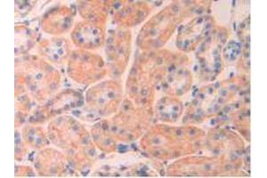 IHC-P analysis of Rat Kidney Tissue, with DAB staining. (SPTAN1 Antikörper  (AA 2071-2269))