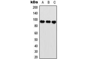 Western blot analysis of HIF1 beta expression in HeLa (A), U2OS (B), rat muscle (C) whole cell lysates.