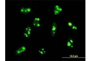 Immunofluorescence of monoclonal antibody to PER2 on HeLa cell.
