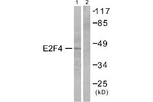 Western blot analysis of extracts from COS7 cells, usingantibody (#C0178). (E2F4 Antikörper)
