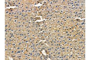 WBSCR22 Antibody at 1/100 staining mouse skin tissue by IHC-P. (WBSCR22 Antikörper)