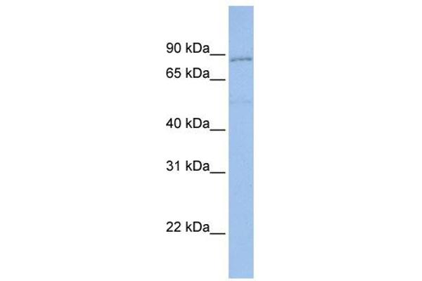 Protocadherin gamma Subfamily A, 4 (PCDHGA4) (N-Term) Antikörper