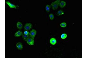 Immunofluorescent analysis of A431 cells using ABIN7163621 at dilution of 1:100 and Alexa Fluor 488-congugated AffiniPure Goat Anti-Rabbit IgG(H+L) (PTAFR Antikörper  (AA 297-342))