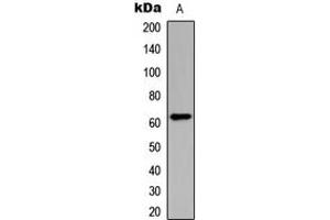 Western blot analysis of CHK2 (pT383) expression in HeLa (A) whole cell lysates. (CHEK2 Antikörper  (pSer383))
