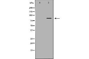 Western blot analysis of extracts of recombinantprotein, using FAM160B2 antibody. (FAM160B2 Antikörper  (Internal Region))