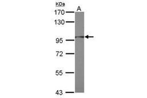 Image no. 1 for anti-Ring Finger Protein 31 (RNF31) (AA 68-405) antibody (ABIN1500722) (RNF31 Antikörper  (AA 68-405))