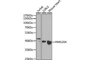 Western blot analysis of extracts of various cell lines using HMG20A Polyclonal Antibody at dilution of 1:1000. (HMG20A Antikörper)