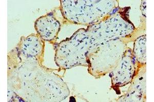 Immunohistochemistry of paraffin-embedded human placenta tissue using ABIN7152579 at dilution of 1:100 (FAIM3 Antikörper  (AA 18-251))