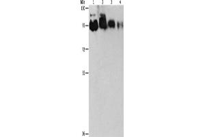 Western Blotting (WB) image for anti-Epidermal Growth Factor Receptor Pathway Substrate 15-Like 1 (EPS15L1) antibody (ABIN2422748) (EPS15L1 Antikörper)