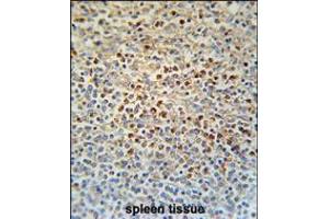 SLC4A7 Antibody immunohistochemistry analysis in formalin fixed and paraffin embedded human spleen tissue followed by peroxidase conjugation of the secondary antibody and DAB staining. (SLC4A7 Antikörper  (C-Term))