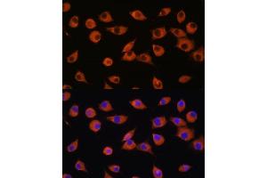 Immunofluorescence analysis of L929 cells using DNER antibody (ABIN7266727) at dilution of 1:100. (DNER Antikörper  (AA 140-240))