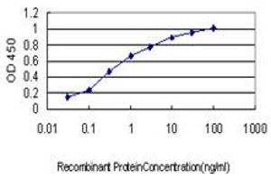 Detection limit for recombinant GST tagged ROCK1 is approximately 0. (ROCK1 Antikörper  (AA 401-510))