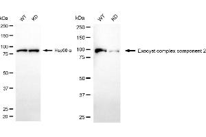 Western blotting analysis using exocyst complex component 2 antibody (ABIN7798542). (Rekombinanter EXOC2 Antikörper)