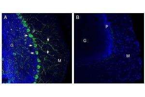 Expression of Netrin-1 in mouse cerebellum. (Netrin 1 Antikörper  (Secreted))