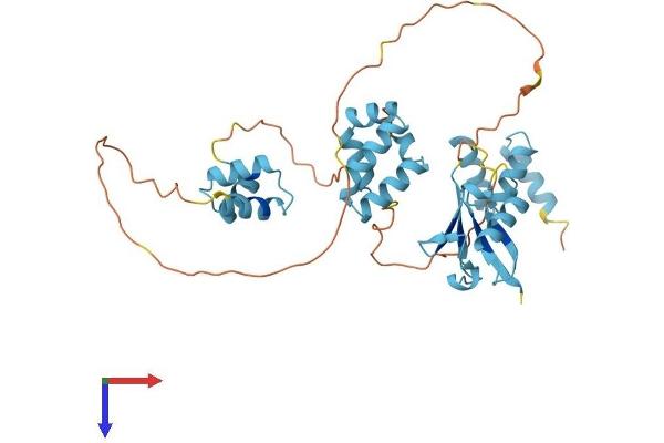 RAD23A Protein (AA 1-363) (His tag)
