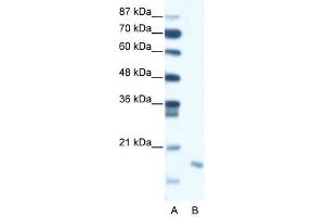 DIABLO antibody (20R-1288) used at 0. (DIABLO Antikörper  (C-Term))