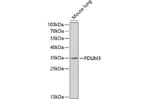 Western blot analysis of extracts of mouse lung, using PDLIM3 antibody (ABIN6131066, ABIN6145400, ABIN6145401 and ABIN6221959) at 1:1000 dilution. (PDLIM3 Antikörper  (AA 70-230))