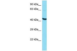 Host: Rabbit Target Name: P2RY10 Sample Type: HepG2 Whole Cell lysates Antibody Dilution: 1. (P2RY10 Antikörper  (N-Term))