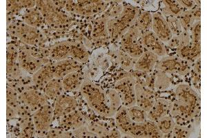 ABIN6274011 at 1/100 staining Rat kidney tissue by IHC-P. (FUBP1 Antikörper  (C-Term))