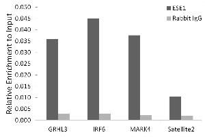 Chromatin immunoprecipitation analysis of extracts of HepG2 cells, using ESE1/ELF3 antibody (ABIN7266885) and rabbit IgG. (ELF3 Antikörper)