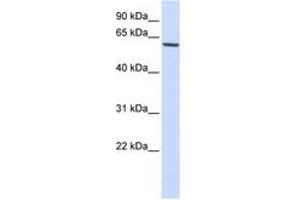 Image no. 1 for anti-Forkhead Box O4 (FOXO4) (AA 108-157) antibody (ABIN6744334)