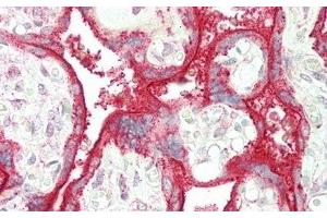 Detection of SIGLEC7 in Human Placenta Tissue using Polyclonal Antibody to Sialic Acid Binding Ig Like Lectin 7 (SIGLEC7) (SIGLEC7 Antikörper  (AA 38-121))