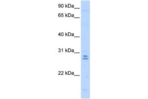 Western Blotting (WB) image for anti-Mediator Complex Subunit 4 (MED4) antibody (ABIN2463349) (MED4 Antikörper)