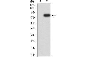 Western blot analysis using VIM mAb against HEK293 (1) and VIM (AA: 2-466)-hIgGFc transfected HEK293 (2) cell lysate. (Vimentin Antikörper  (AA 2-466))