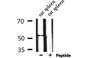 Western blot analysis of extracts from rat spleen, using DUSP10 Antibody.